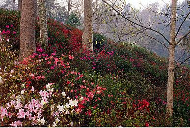 《刺客信条：幻景》照片模式截图欣赏